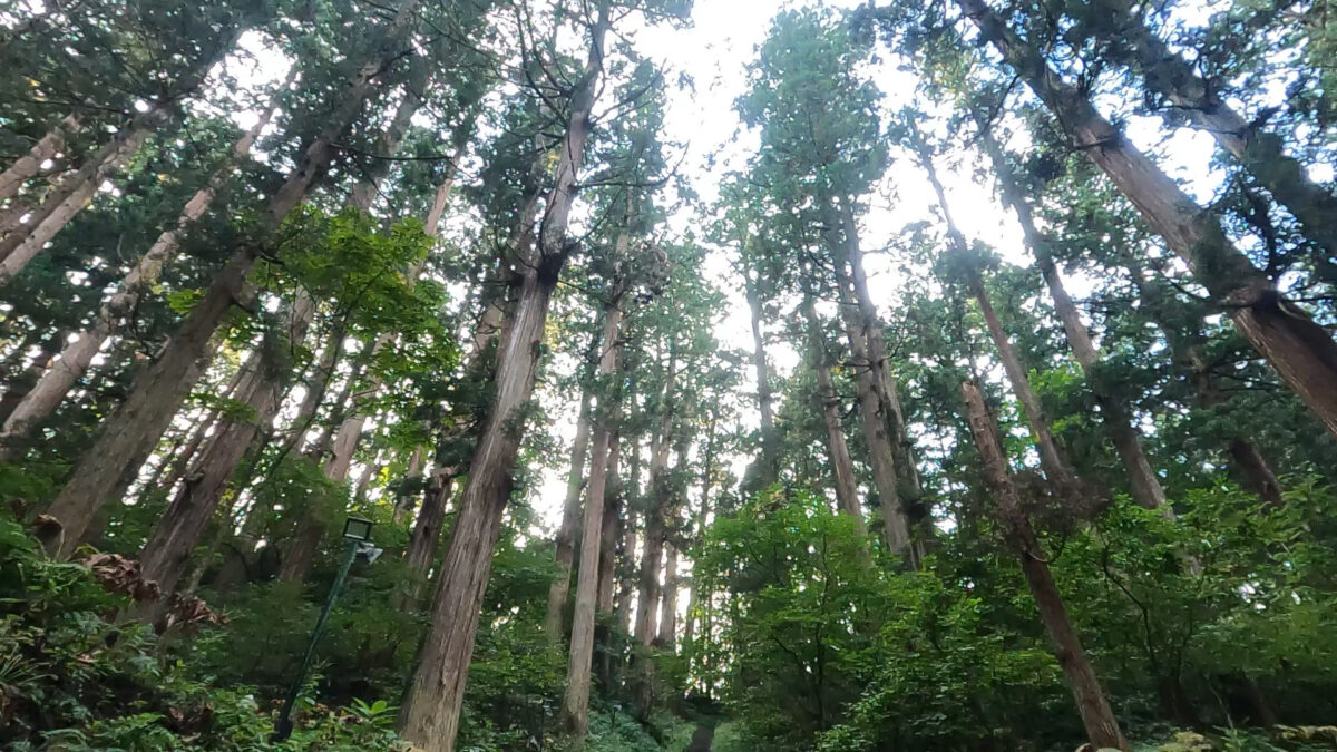 出羽三山神社の杉並木